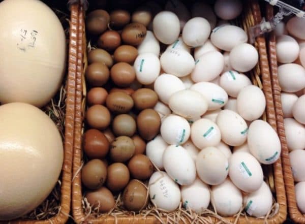 Перепады температуры значительно уменьшают срок годности яйца
